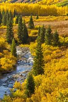 Images Dated 27th September 2011: USA, Colorado, Gunnison National Forest. Autumn color and the East River. Credit as