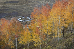 Images Dated 27th September 2014: USA, Colorado, Gunnison National Forest. Aspen grove at peak autumn color. Credit as