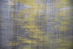 Images Dated 4th October 2014: USA, Colorado, Gunnison National Forest. Impressionistic abstract of aspens. Credit as