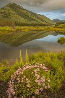 Images Dated 27th July 2015: USA, Colorado, Gunnison National Forest. Slate River Valley, asters and pond. Credit as