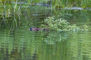 Images Dated 28th July 2015: USA, Colorado, Gunnison National Forest. Wild beaver bringing willows back to lodge