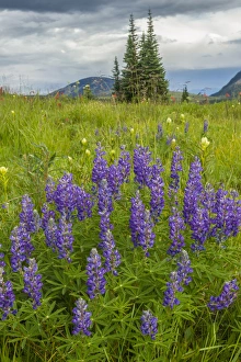 Images Dated 26th July 2015: USA, Colorado, Gunnison National Forest. Lupine in mountain meadow