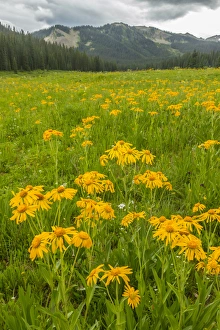 Images Dated 26th July 2015: USA, Colorado, Gunnison National Forest. Sneezeweed blossoms in mountain meadow. Credit as
