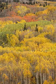 Images Dated 28th October 2018: USA, Colorado, Gunnison National Forest. Forest in autumn colors