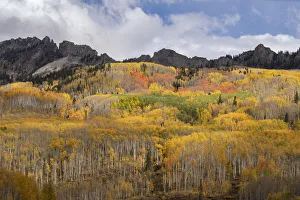 Images Dated 28th October 2018: USA, Colorado, Gunnison National Forest. Autumn aspen forest and mountain. Credit as