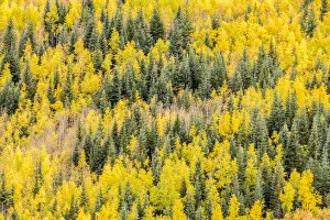 Images Dated 27th February 2020: USA, Colorado, Gunnison National Forest. Aspen forest in autumn