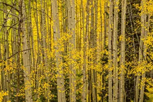 Images Dated 27th February 2020: USA, Colorado, Gunnison National Forest. Aspen forest in autumn