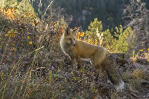 Images Dated 27th February 2020: USA, Colorado, Gunnison National Forest. Red fox and scenic