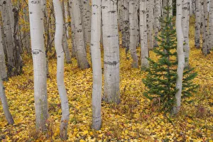 Images Dated 26th February 2020: USA, Colorado, Gunnison National Forest, Lone spruce sapling among grove of quaking aspen