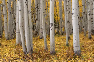 Images Dated 26th February 2020: USA, Colorado, Gunnison National Forest, Grove of quaking aspen