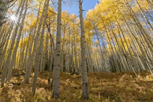 Images Dated 17th June 2020: USA, Colorado, Gunnison National Forest, Autumn colored grove of quaking aspen with