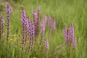 USA, Colorado, Gunnison National Forest. Elephant head flowers close-up