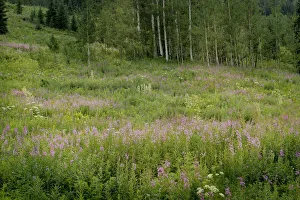 Images Dated 14th January 2022: USA, Colorado, Gunnison National Forest. Fireweed wildflowers and aspens in meadow