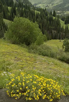 Images Dated 14th January 2022: USA, Colorado, Gunnison National Forest. Hairy golden aster flowers and mountain landscape