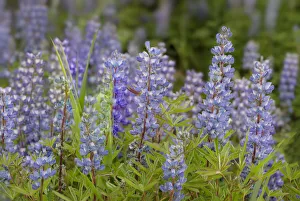 Images Dated 14th January 2022: USA, Colorado, Gunnison National Forest. Lupine flowers in San Juan Mountains