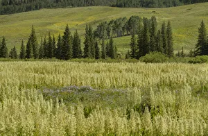 Images Dated 14th January 2022: USA, Colorado, Gunnison National Forest. Cornhusk lilies in mountain meadow