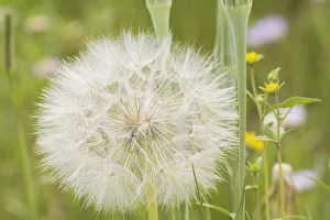 Images Dated 14th January 2022: USA, Colorado, Gunnison National Forest. Western salsify seedhead close-up