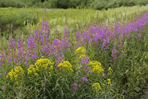 Images Dated 14th January 2022: USA, Colorado, Gunnison National Forest. Springtime meadow with wildflowers