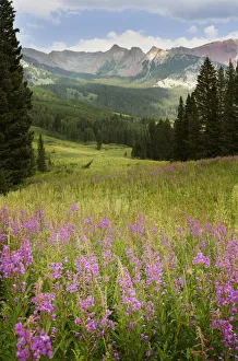 USA, Colorado, Gunnison National Forest. Fireweeds in mountain meadow