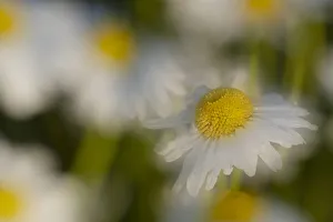 USA, Colorado, Gunnison National Forest. Wild chamomile flower abstract
