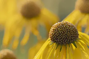 Images Dated 14th January 2022: USA, Colorado, Gunnison National Forest. Orange sneezeweed flowers close-up