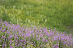 USA, Colorado, Gunnison National Forest. Fireweeds in mountain meadow
