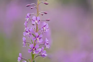 Images Dated 14th January 2022: USA, Colorado, Gunnison National Forest. Fireweed flowers close-up