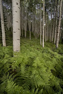 Images Dated 14th January 2022: USA, Colorado, Gunnison National Forest. Aspen trees and western bracken ferns in forest