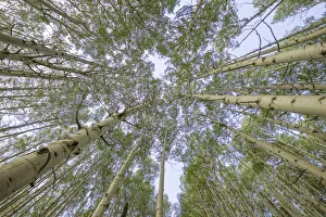 USA, Colorado, Gunnison National Forest. Looking up at aspen trees