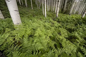Images Dated 14th January 2022: USA, Colorado, Gunnison National Forest. Aspen trees and western bracken ferns in forest