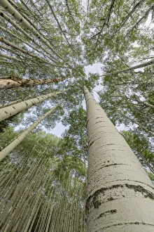 Images Dated 14th January 2022: USA, Colorado, Gunnison National Forest. Looking up at aspen trees