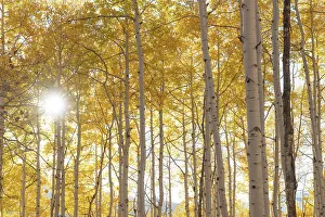 Sunburst Prints: USA, Colorado, Gunnison National Forest. Sunburst on aspen grove