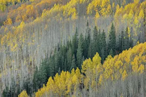 Images Dated 14th November 2022: USA, Colorado, Gunnison National Forest. Aspen forest in West Elk Wilderness