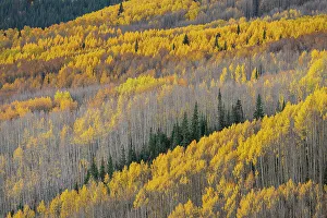 Images Dated 14th November 2022: USA, Colorado, Gunnison National Forest. Aspen forest in West Elk Wilderness