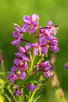 Images Dated 15th November 2021: USA, Colorado, Gunnison National Forest. Close-up of fireweed blossom