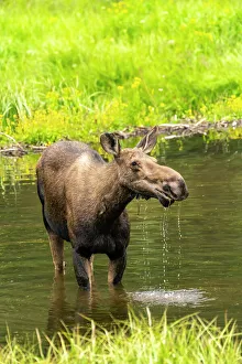 Images Dated 15th November 2021: USA, Colorado, Gunnison National Forest. Moose feeding in lake