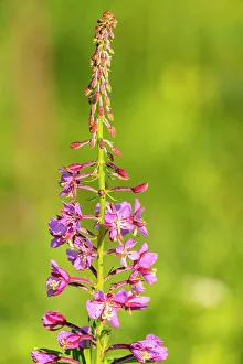 Images Dated 15th November 2021: USA, Colorado, Gunnison National Forest. Close-up of fireweed blossom