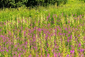 Images Dated 15th November 2021: USA, Colorado, Gunnison National Forest. Field with fireweed blossoms