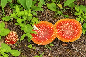 Images Dated 15th November 2021: USA, Colorado, Gunnison National Forest. Close-up of amanita mushrooms