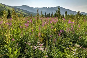 Images Dated 15th November 2021: USA, Colorado, Gunnison National Forest. Fireweed in mountain meadow