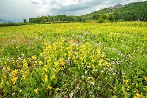 Images Dated 15th November 2021: USA, Colorado, Gunnison National Forest. Meadow with wildflowers