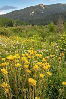 Images Dated 15th November 2021: USA, Colorado, Gunnison National Forest. Wildflowers in meadow