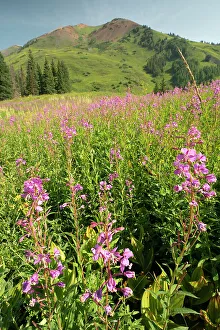 Images Dated 15th November 2021: USA, Colorado, Gunnison National Forest. Fireweed in mountain meadow