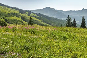 Images Dated 15th November 2021: USA, Colorado, Gunnison National Forest. Wildflowers in mountain meadow