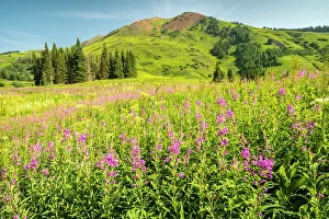 Images Dated 15th November 2021: USA, Colorado, Gunnison National Forest. Fireweed in mountain meadow