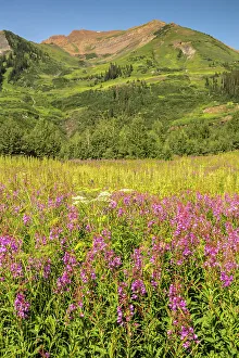 Images Dated 15th November 2021: USA, Colorado, Gunnison National Forest. Fireweed in mountain meadow