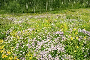 Images Dated 15th November 2021: USA, Colorado, Gunnison National Forest. Meadow with asters and mule ears flowers