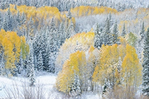 Don Grall Prints: USA, Colorado, Gunnison National Forest
