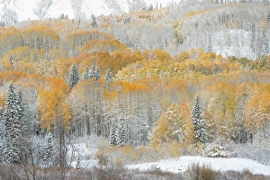 Don Grall Prints: USA, Colorado, Gunnison National Forest