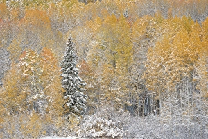 Don Grall Prints: USA, Colorado, Gunnison National Forest